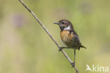 European Stonechat (Saxicola rubicola)