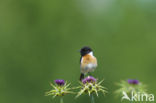 European Stonechat (Saxicola rubicola)