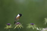 European Stonechat (Saxicola rubicola)