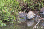 Rosse woelmuis (Myodes glareolus)