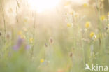 Meadow Buttercup (Ranunculus acris)