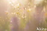 Meadow Buttercup (Ranunculus acris)