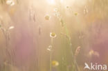 Meadow Buttercup (Ranunculus acris)