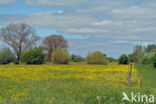 Scherpe boterbloem (Ranunculus acris)