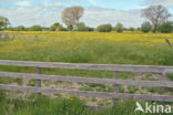 Scherpe boterbloem (Ranunculus acris)