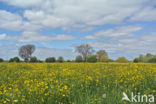 Scherpe boterbloem (Ranunculus acris)