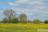 Scherpe boterbloem (Ranunculus acris)