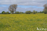 Scherpe boterbloem (Ranunculus acris)