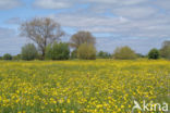 Scherpe boterbloem (Ranunculus acris)