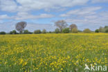 Scherpe boterbloem (Ranunculus acris)