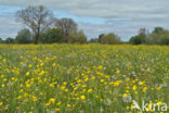 Scherpe boterbloem (Ranunculus acris)