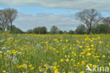 Scherpe boterbloem (Ranunculus acris)