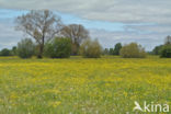 Scherpe boterbloem (Ranunculus acris)