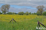 Scherpe boterbloem (Ranunculus acris)