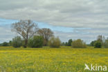 Scherpe boterbloem (Ranunculus acris)