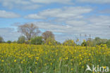 Meadow Buttercup (Ranunculus acris)