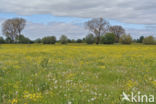 Meadow Buttercup (Ranunculus acris)