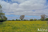 Meadow Buttercup (Ranunculus acris)