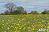 Scherpe boterbloem (Ranunculus acris)