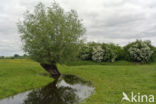 White Willow (Salix alba)