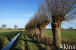 White Willow (Salix alba)