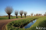 White Willow (Salix alba)