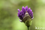 Ornamental onion (Allium aflatunense)