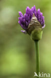 Sierui (Allium aflatunense)