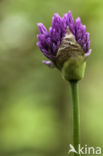 Ornamental onion (Allium aflatunense)