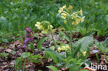 Oxlip (Primula elatior)