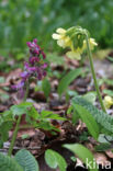 Oxlip (Primula elatior)