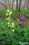 Oxlip (Primula elatior)