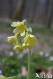 Oxlip (Primula elatior)