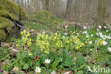 Slanke sleutelbloem (Primula elatior)