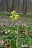 Slanke sleutelbloem (Primula elatior)