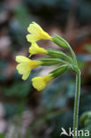 Slanke sleutelbloem (Primula elatior)