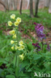 Slanke sleutelbloem (Primula elatior)