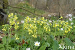 Oxlip (Primula elatior)