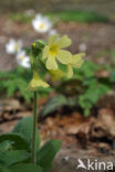 Slanke sleutelbloem (Primula elatior)