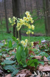 Slanke sleutelbloem (Primula elatior)