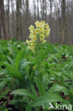 Slanke sleutelbloem (Primula elatior)