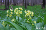 Slanke sleutelbloem (Primula elatior)