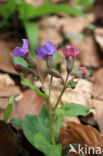 Smal longkruid (Pulmonaria montana)