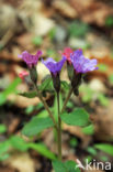 Mountain Lungwort (Pulmonaria montana)