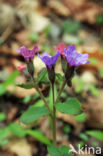 Smal longkruid (Pulmonaria montana)