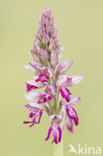 Military Orchid (Orchis militaris)