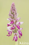 Soldaatje (Orchis militaris)