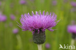 Spaanse ruiter (Cirsium dissectum)