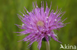 Meadow Thistle (Cirsium dissectum)