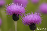 Meadow Thistle (Cirsium dissectum)